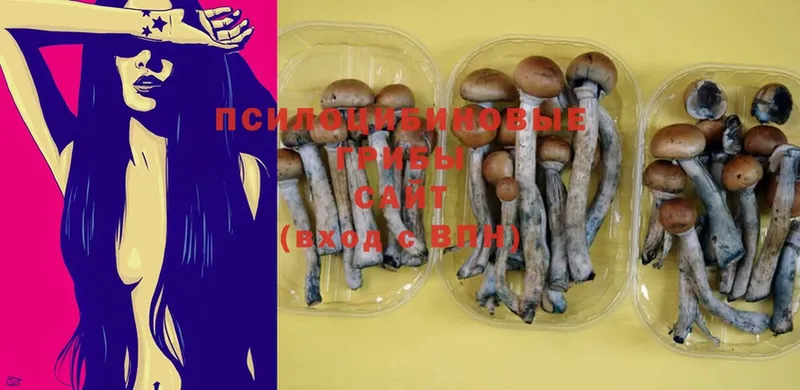 mega ссылка  Касимов  Псилоцибиновые грибы Psilocybe 